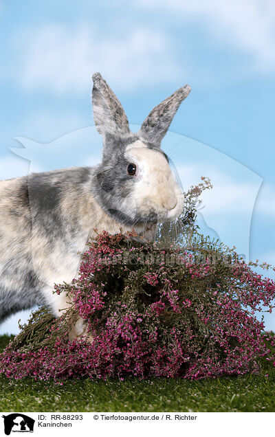 Kaninchen / rabbit / RR-88293