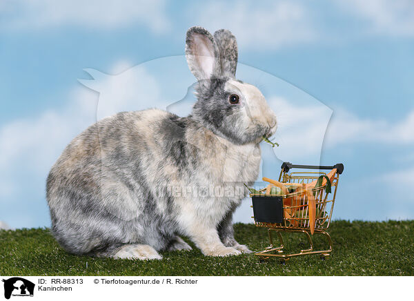 Kaninchen / RR-88313