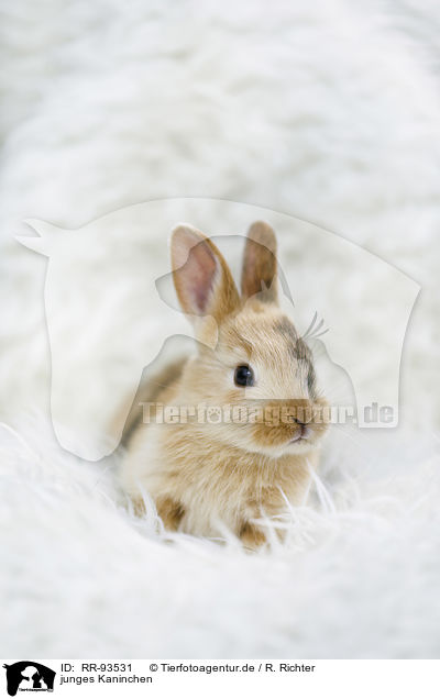 junges Kaninchen / young rabbit / RR-93531