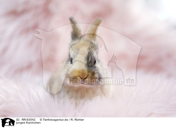 junges Kaninchen / young rabbit / RR-93542