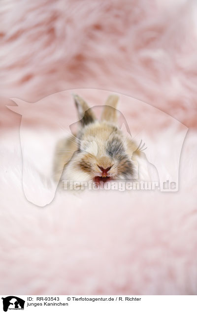 junges Kaninchen / young rabbit / RR-93543