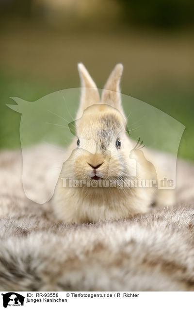 junges Kaninchen / young rabbit / RR-93558