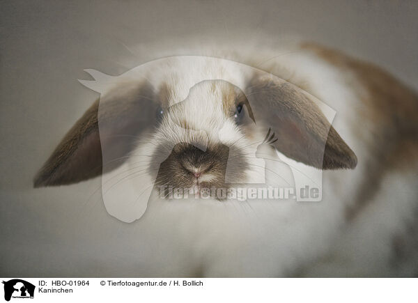 Kaninchen / rabbit / HBO-01964