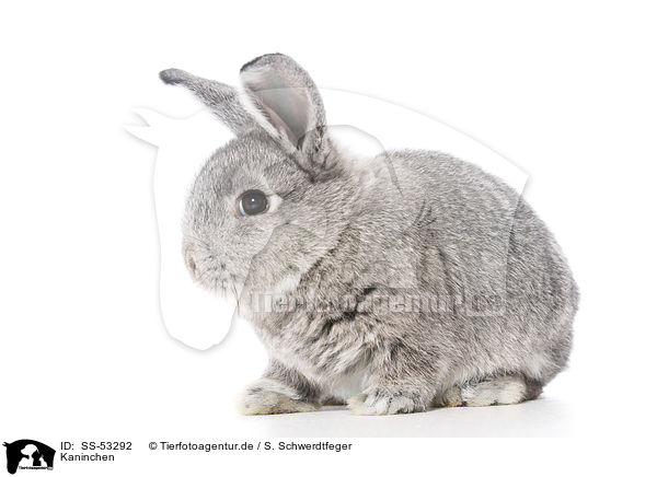 Kaninchen / SS-53292