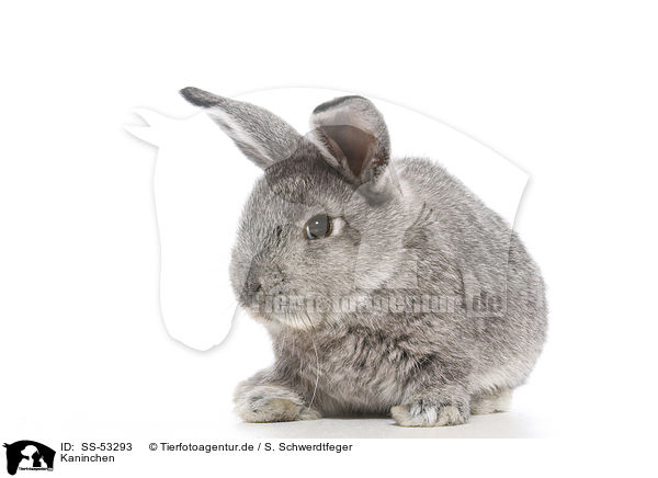 Kaninchen / SS-53293