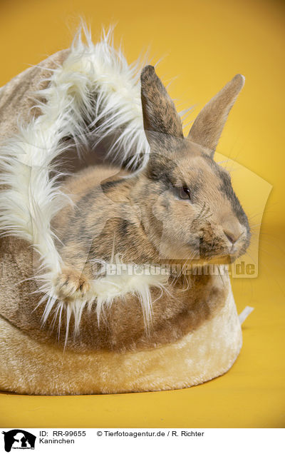 Kaninchen / rabbit / RR-99655