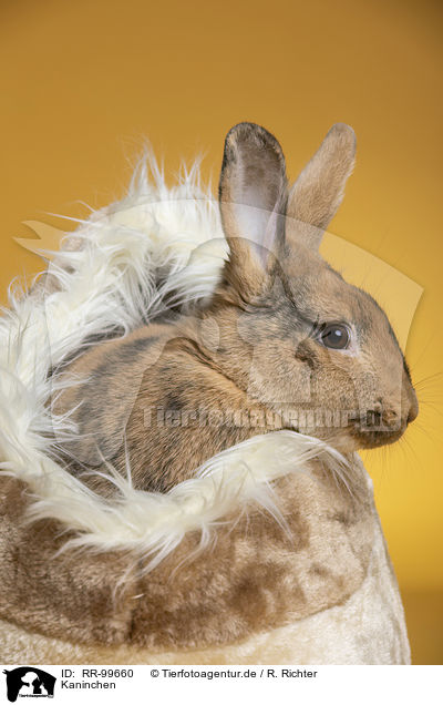 Kaninchen / rabbit / RR-99660