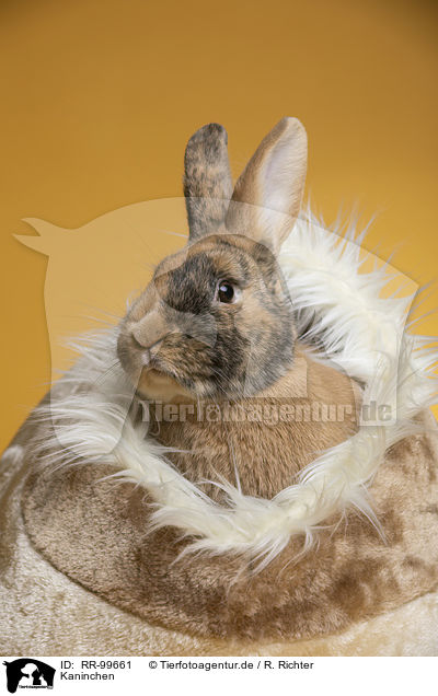 Kaninchen / rabbit / RR-99661