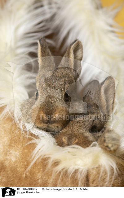 junge Kaninchen / young rabbits / RR-99669