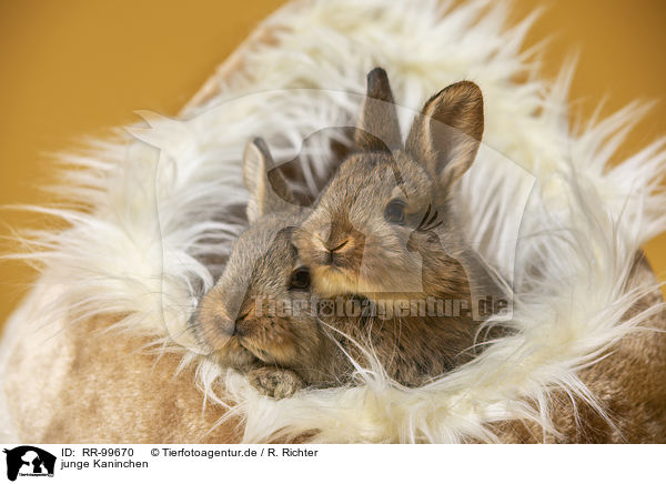 junge Kaninchen / young rabbits / RR-99670