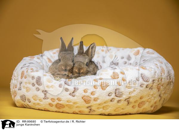 junge Kaninchen / young rabbits / RR-99680