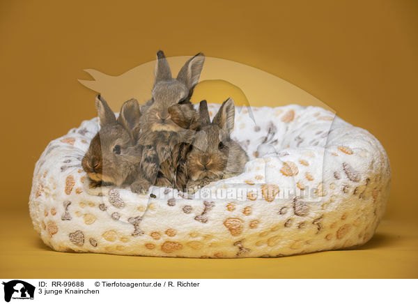 3 junge Knainchen / 3 young rabbits / RR-99688