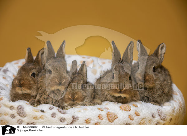 5 junge Kaninchen / 5 young rabbits / RR-99692