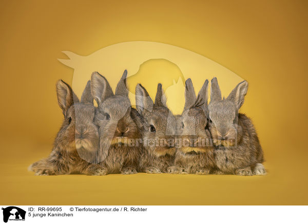 5 junge Kaninchen / 5 young rabbits / RR-99695