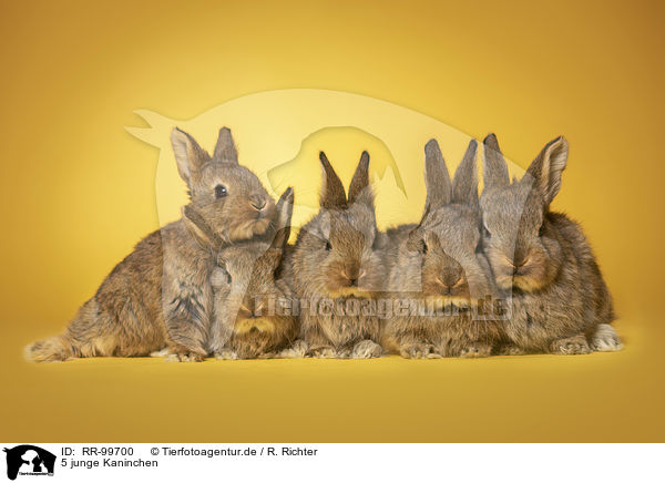 5 junge Kaninchen / 5 young rabbits / RR-99700