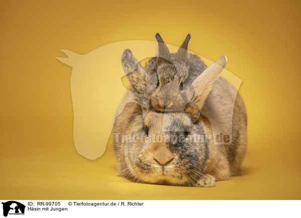 Hsin mit Jungen / female rabbit with baby / RR-99705