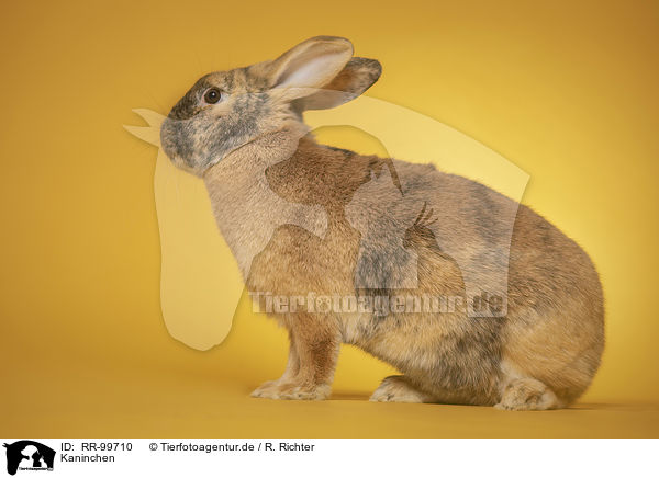 Kaninchen / rabbit / RR-99710