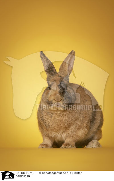 Kaninchen / rabbit / RR-99719