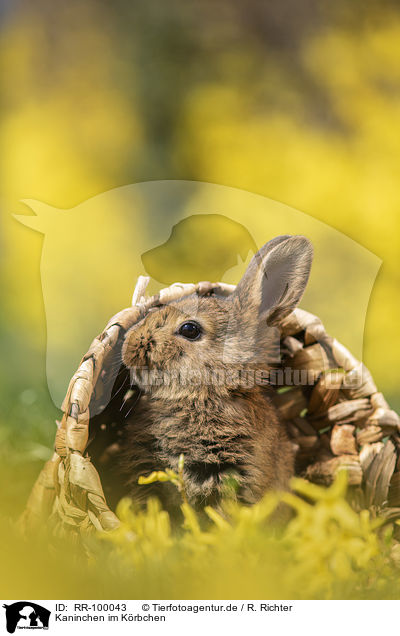 Kaninchen im Krbchen / rabbit in a basket / RR-100043