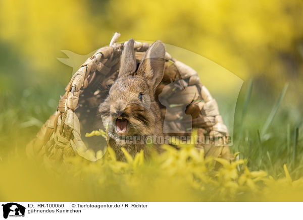 ghnendes Kaninchen / yawning rabbit / RR-100050