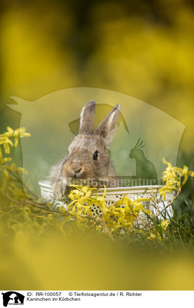 Kaninchen im Krbchen / rabbit in a basket / RR-100057
