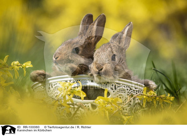 Kaninchen im Krbchen / rabbit in a basket / RR-100060