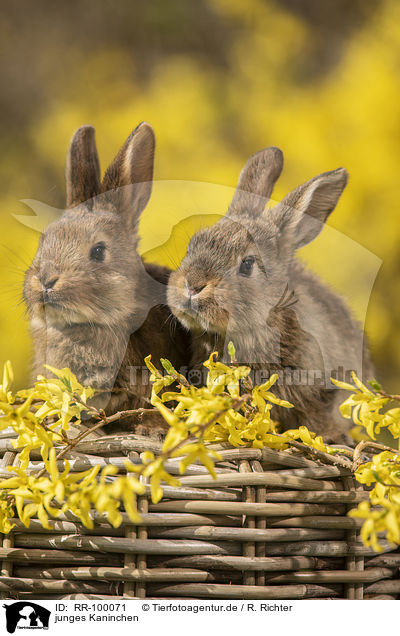 junges Kaninchen / young rabbit / RR-100071