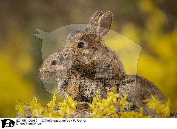 junges Kaninchen / young rabbit / RR-100080