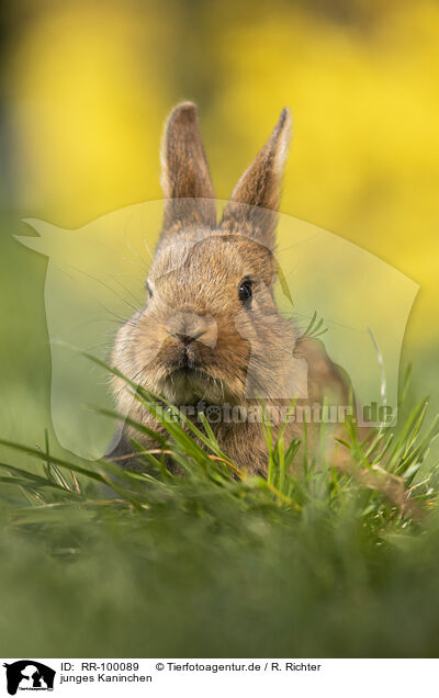 junges Kaninchen / young rabbit / RR-100089