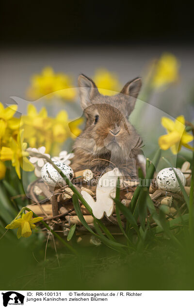 junges Kaninchen zwischen Blmen / young rabbit between blossoms / RR-100131