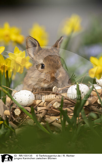 junges Kaninchen zwischen Bl�men / young rabbit between blossoms / RR-100135