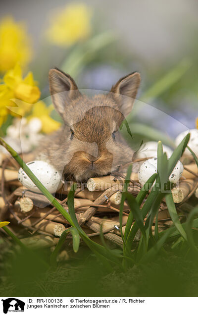 junges Kaninchen zwischen Blmen / young rabbit between blossoms / RR-100136