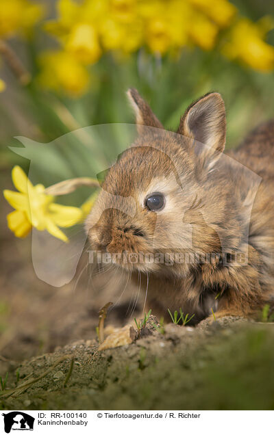Kaninchenbaby / young rabbit / RR-100140