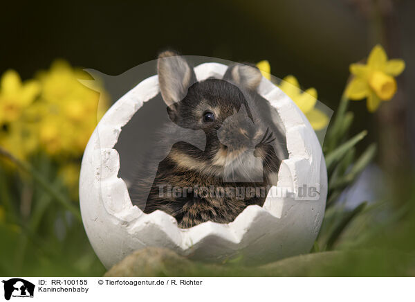 Kaninchenbaby / RR-100155