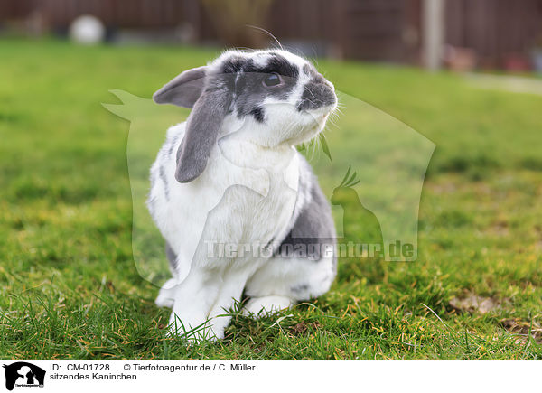 sitzendes Kaninchen / sitting Rabbit / CM-01728