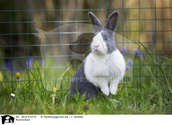 Kaninchen / rabbit / JEG-01010