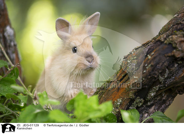 Kaninchen / rabbit / JEG-01129