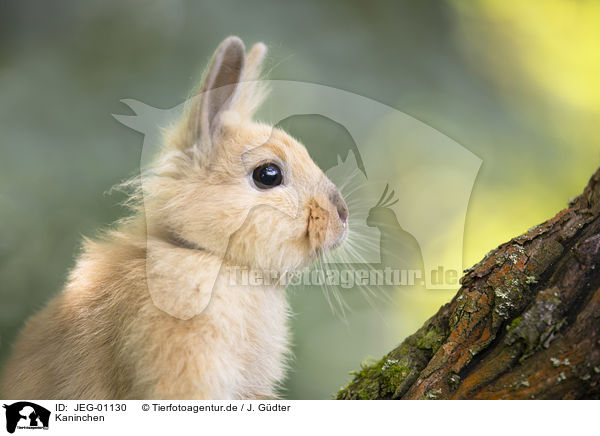 Kaninchen / rabbit / JEG-01130