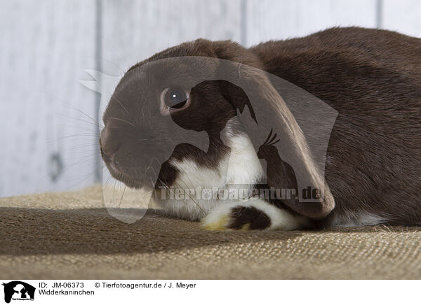 Widderkaninchen / Lop Rabbit / JM-06373