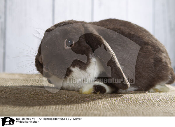 Widderkaninchen / Lop Rabbit / JM-06374