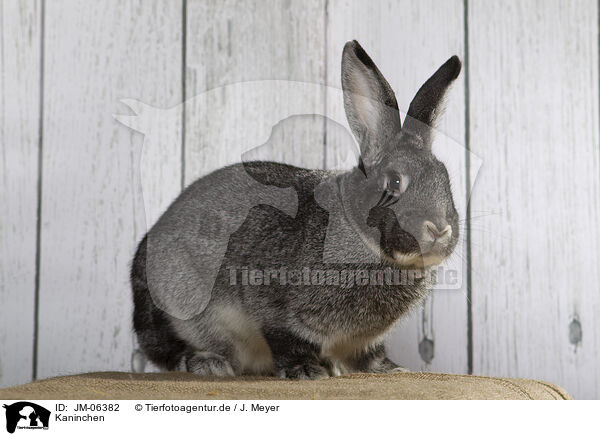 Kaninchen / JM-06382