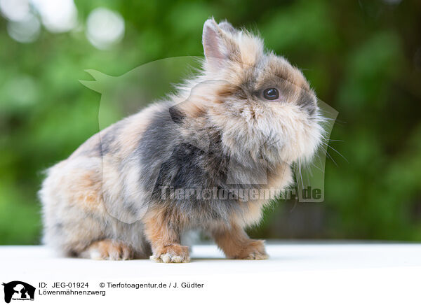 Lwenmhnenzwerg / lion-headed dwarf rabbit / JEG-01924