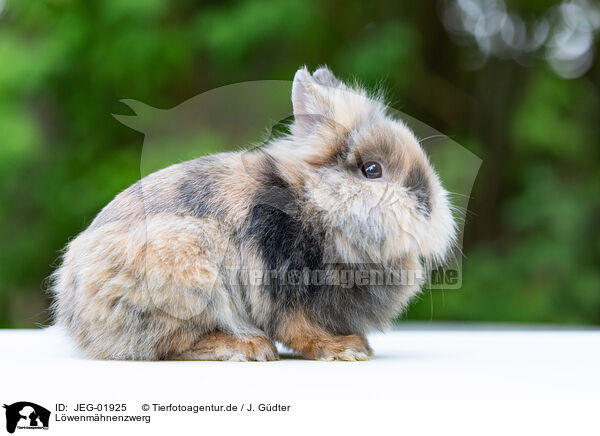 Lwenmhnenzwerg / lion-headed dwarf rabbit / JEG-01925