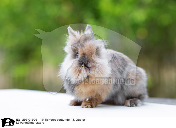 Lwenmhnenzwerg / lion-headed dwarf rabbit / JEG-01926