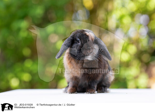 Widderkaninchen / JEG-01928