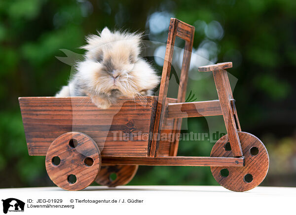 Lwenmhnenzwerg / lion-headed dwarf rabbit / JEG-01929