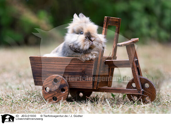 Lwenmhnenzwerg / lion-headed dwarf rabbit / JEG-01930