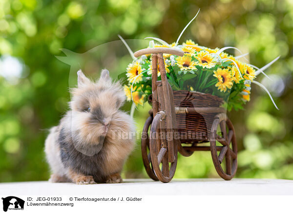 Lwenmhnenzwerg / lion-headed dwarf rabbit / JEG-01933