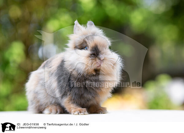 Lwenmhnenzwerg / lion-headed dwarf rabbit / JEG-01938
