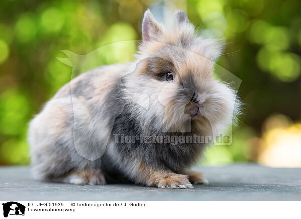 Lwenmhnenzwerg / lion-headed dwarf rabbit / JEG-01939